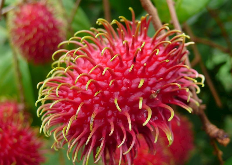 Fresh lyches growing in the gardens of Pico Bonito Lodge