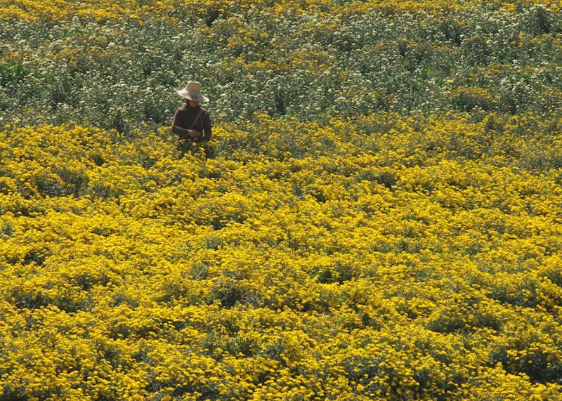 Picking flowers, Anhui