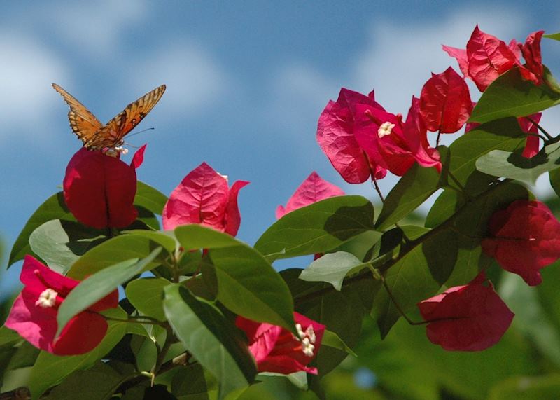 Placencia's wildlife, Belize