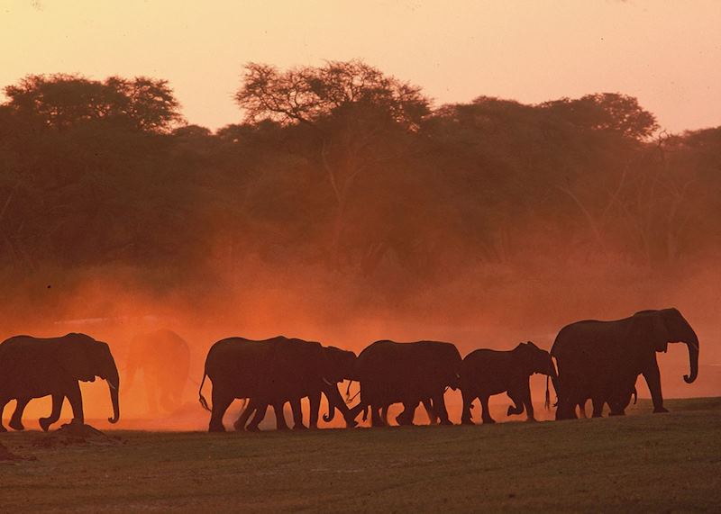 Elephant at dusk