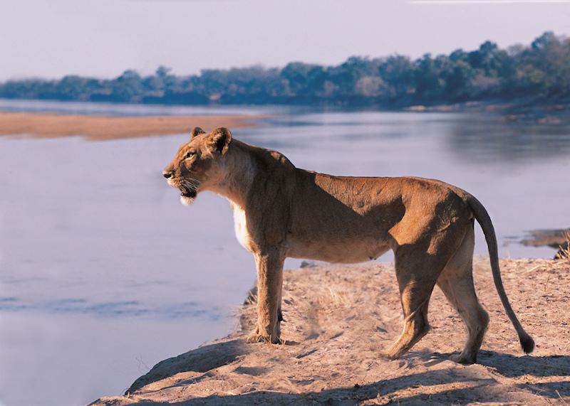 Lioness on the banks of the Luangwa River