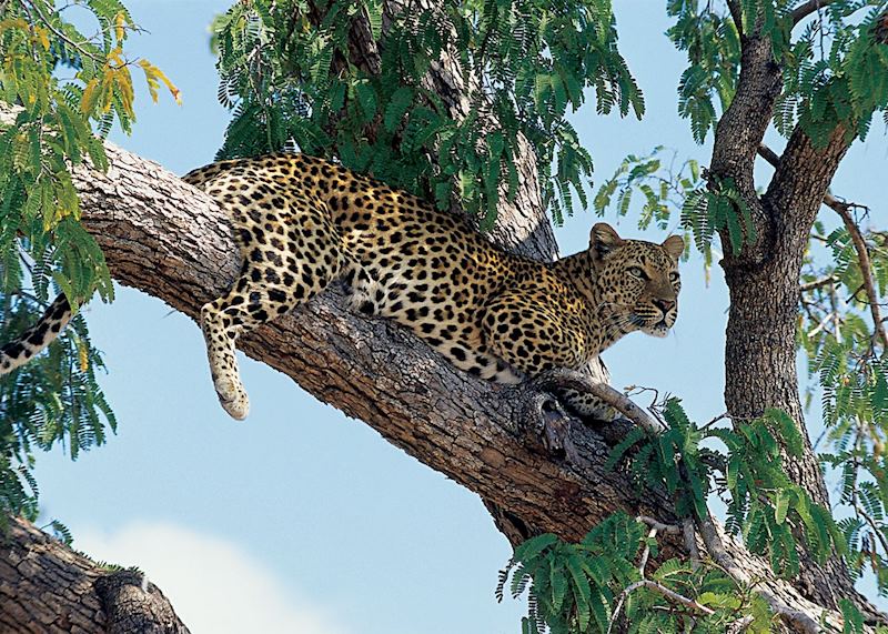 Leopard