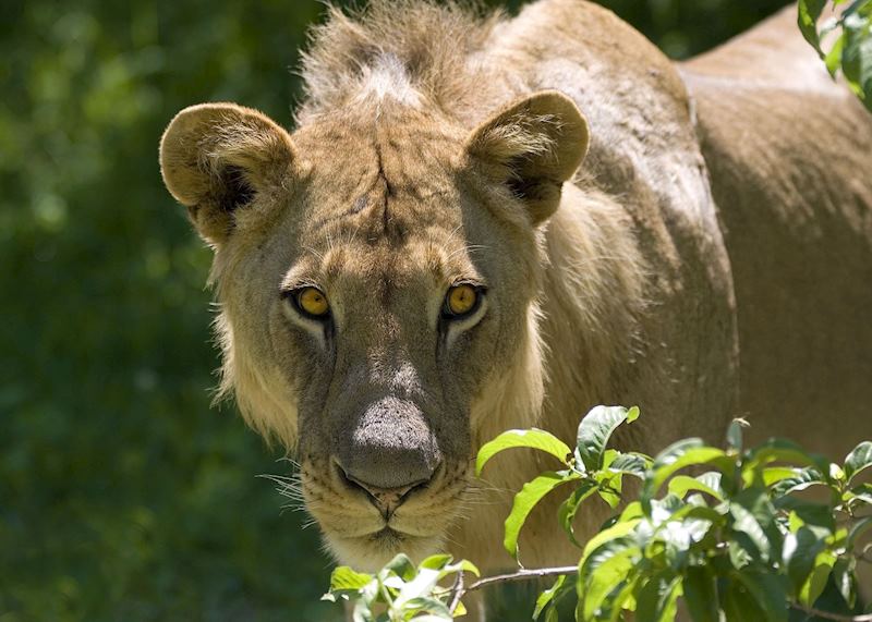 Young male lion
