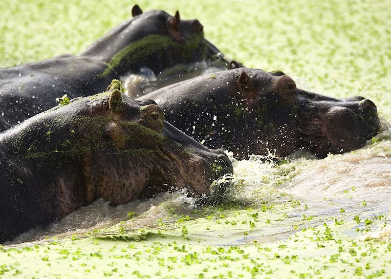 Hippo in the Nile cabbage