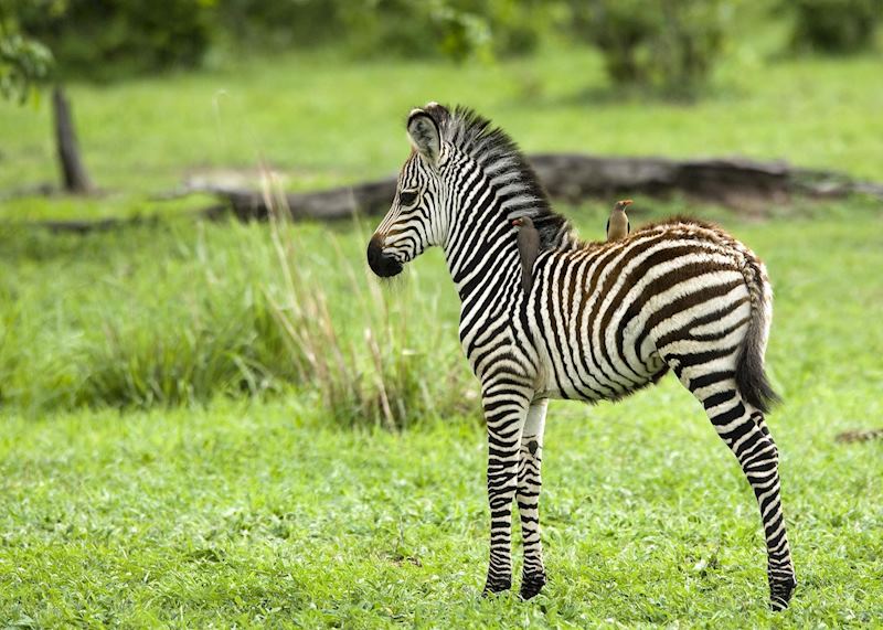 Young zebra with oxpeckers