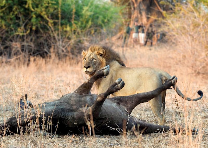 Lion on a buffalo kill