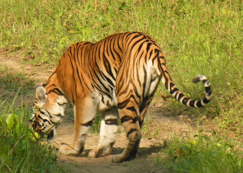 Bengal Tiger
