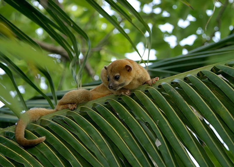 Honey bear, Belize