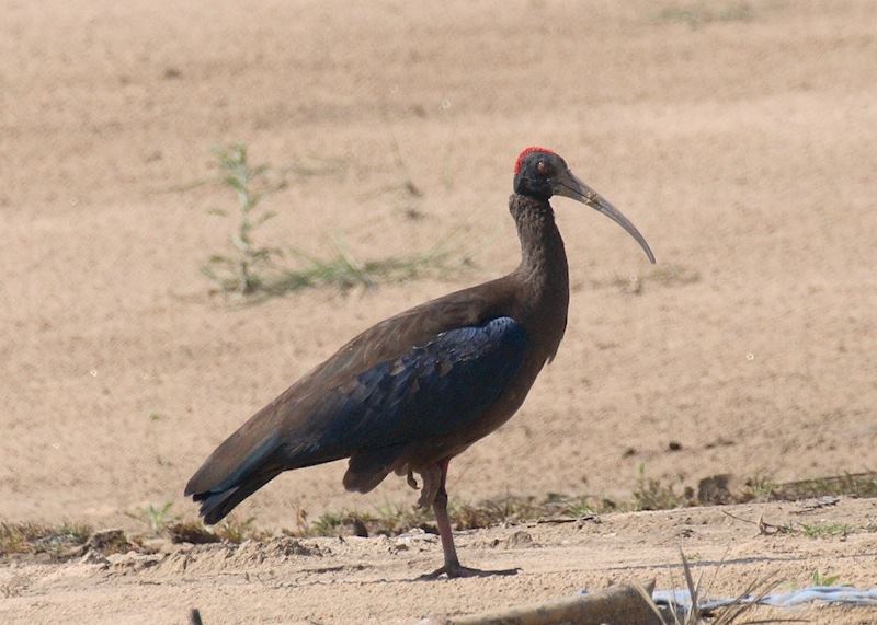 Black ibis, Chambal Safari Lodge, India