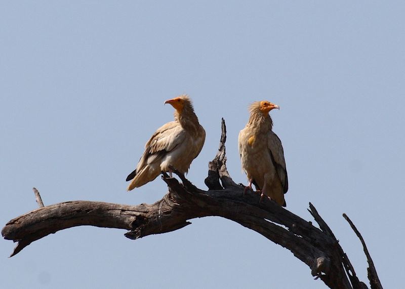 Egyptian vulture, Chambal Safari Lodge