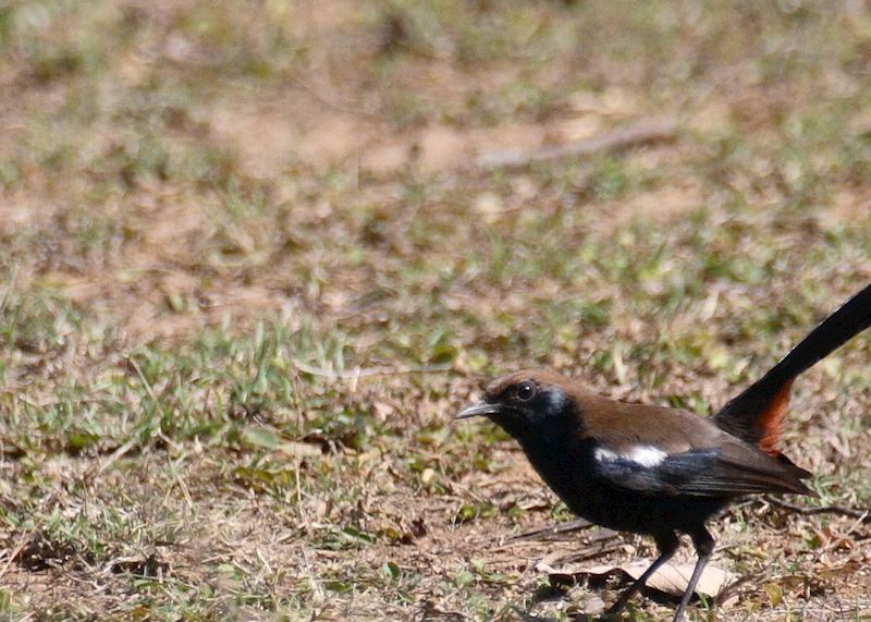 Indian Robin, Pench National Park, India