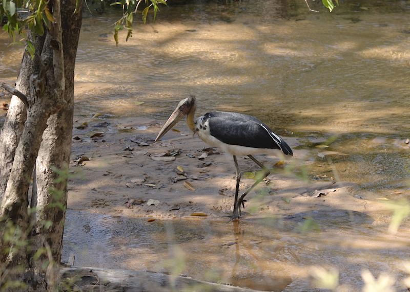 Lesser Adjutant, Bandhavgarh National Park, India