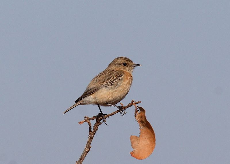 Stonechat, Bandhavgarh National Park, India