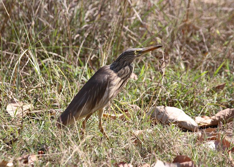 Striated heron, Chambal Safari Lodge, India