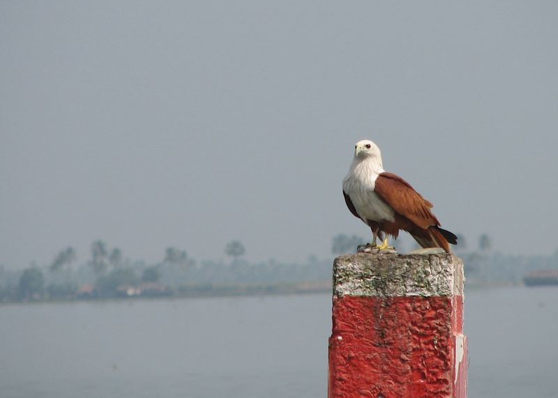 Sea Eagle, Backwaters