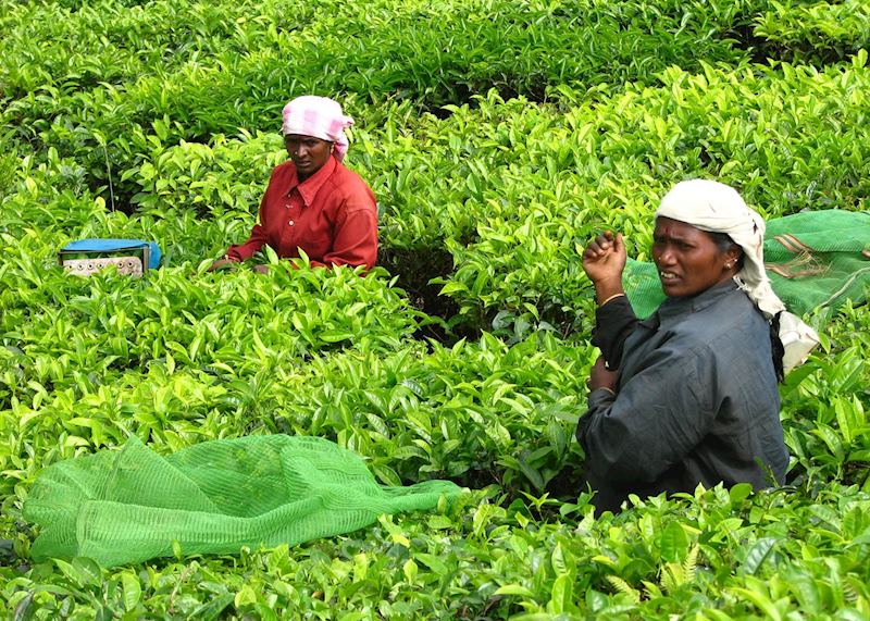 Tea Pickers near Munnar