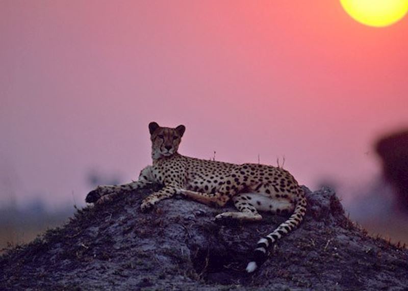 Cheetah at sunset, Selinda Concession, Botswana