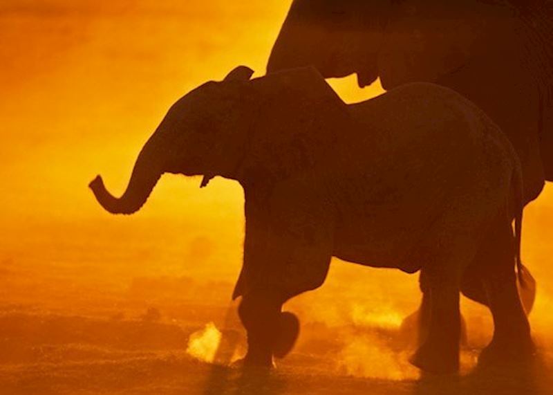 Elephants on Selinda Concession, Botswana