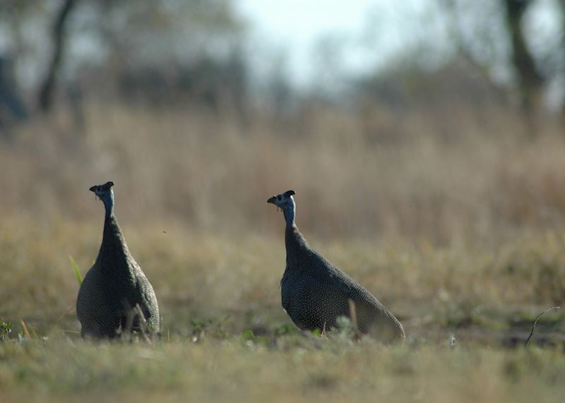 Guineafowl at Selinda Concession, Botswana