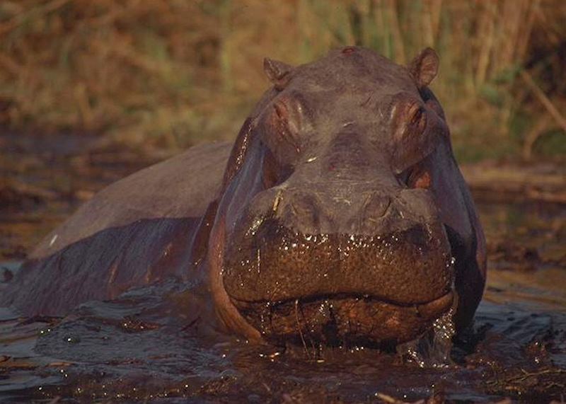 Hippo in Selinda Concession, Botswana