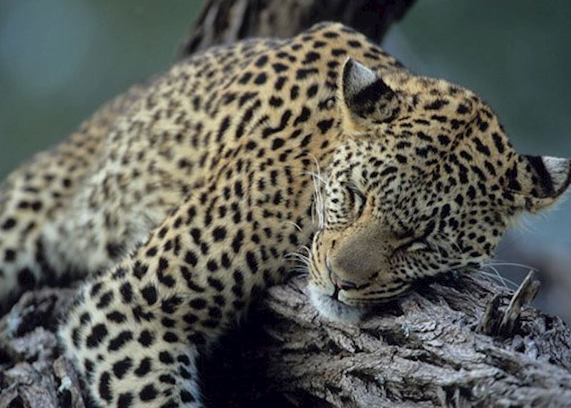 Sleeping leopard, Selinda Concession, Botswana