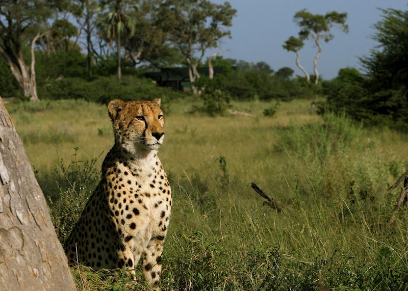 Cheetah, Selinda Concession