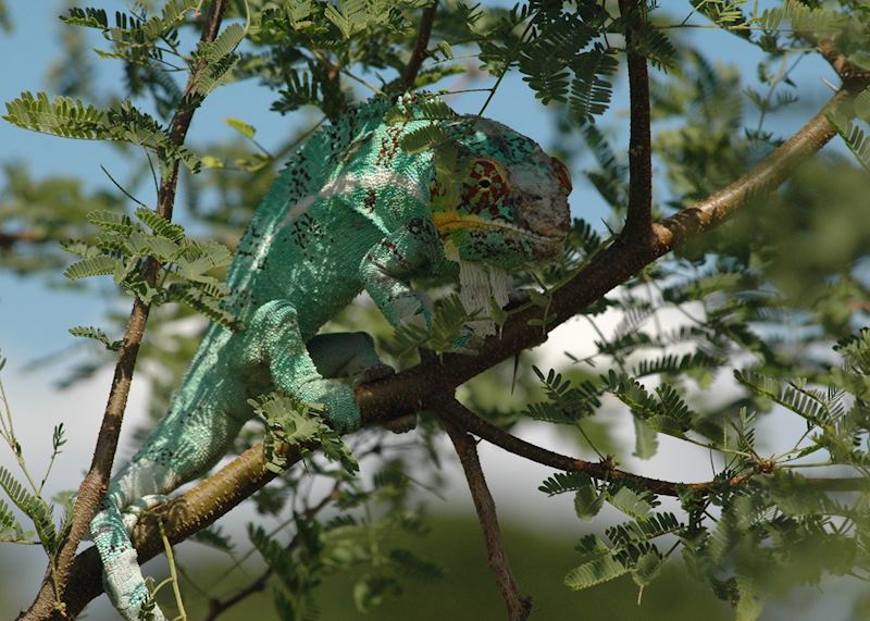A chameleon hidding in the trees at Nosy Be, Madagascar