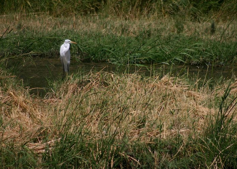 Egret, Azraq Wetland Reserve