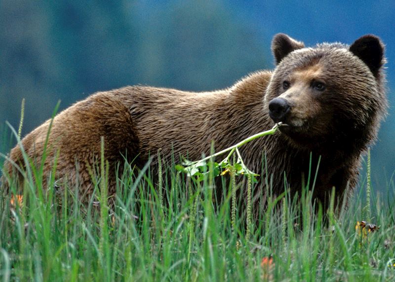 Grizzly grazing