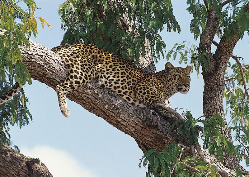South Luangwa National Park, Zambia