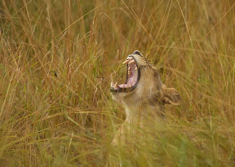 Lion in South Luangwa National Park
