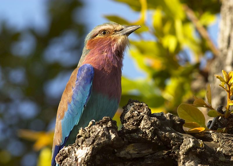 South Luangwa National Park, Zambia