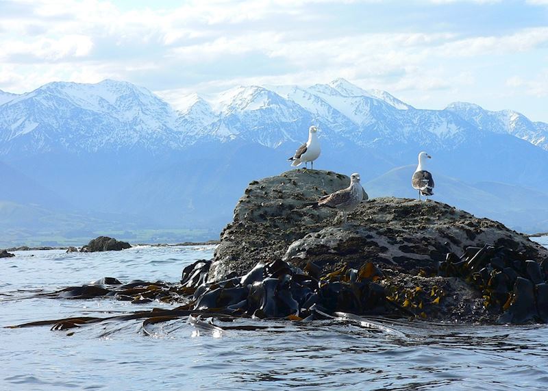 Kaikoura, New Zealand