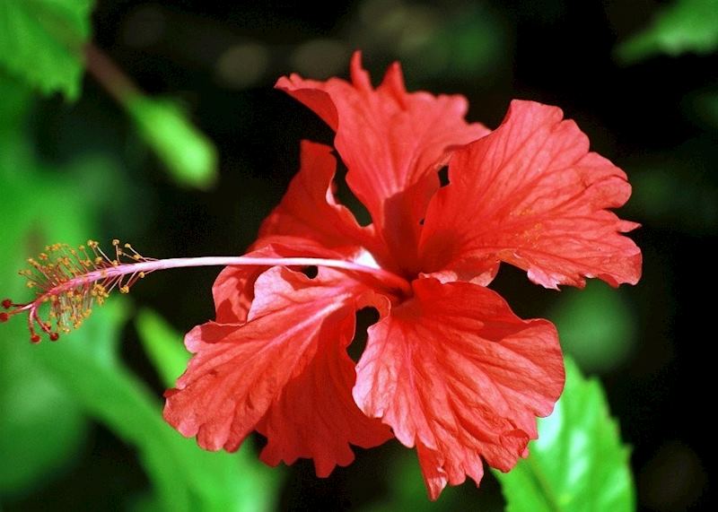Canopy Tower, Panama