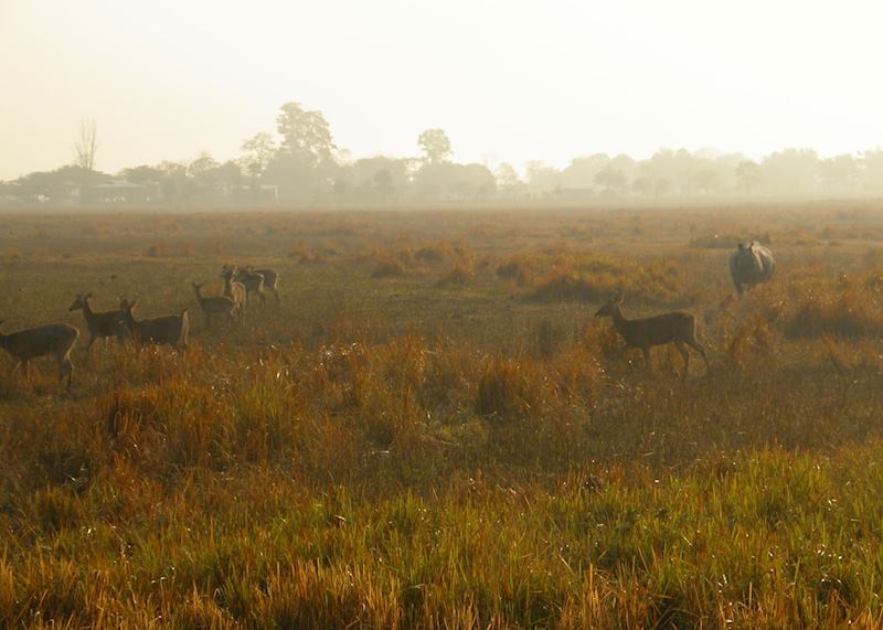 Swamp deer, Kaziranga National Park, India