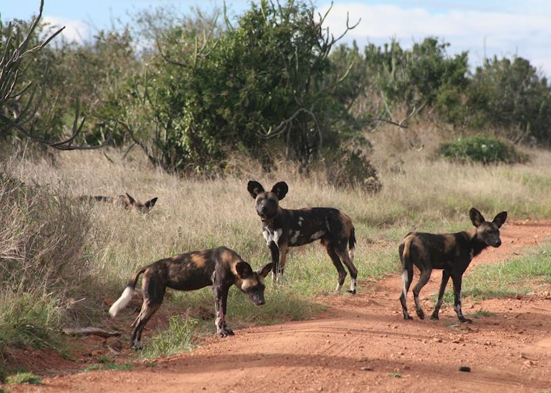 Wild Dog in Loisaba Wilderness
