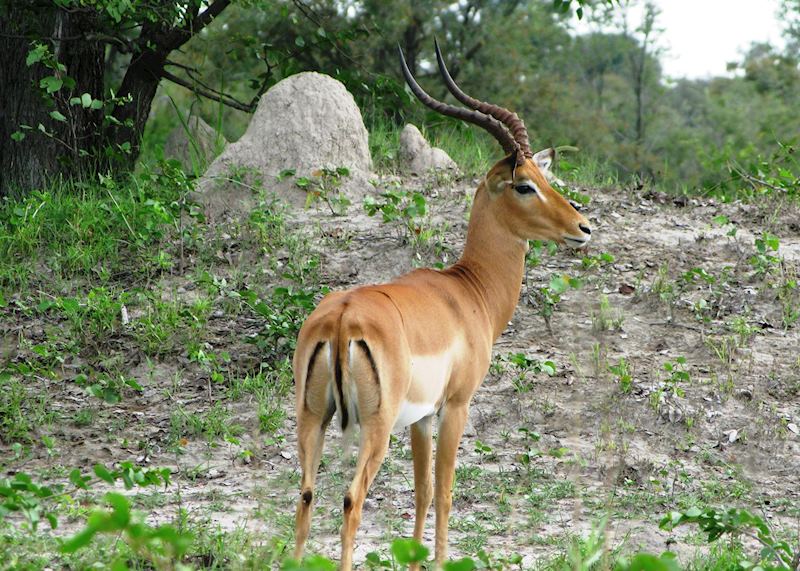 Impala, Mudumu and Mamili National Park, Namibia