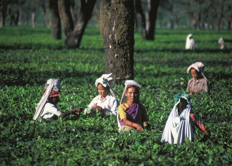 Tea pickers near Rinchenpong, India