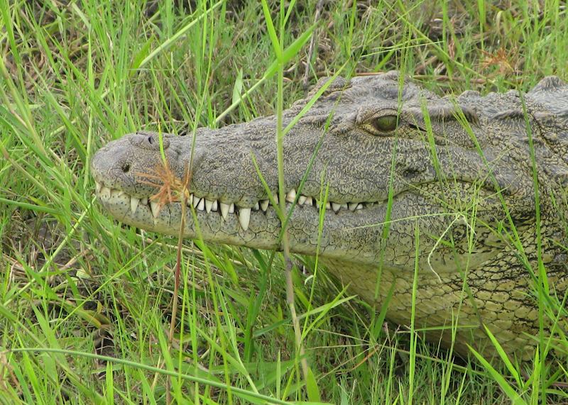 Crocodile, Chobe National Park, Botswana