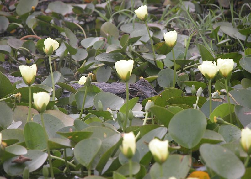 Caimen lurking in the Ibera wetlands, Argentina