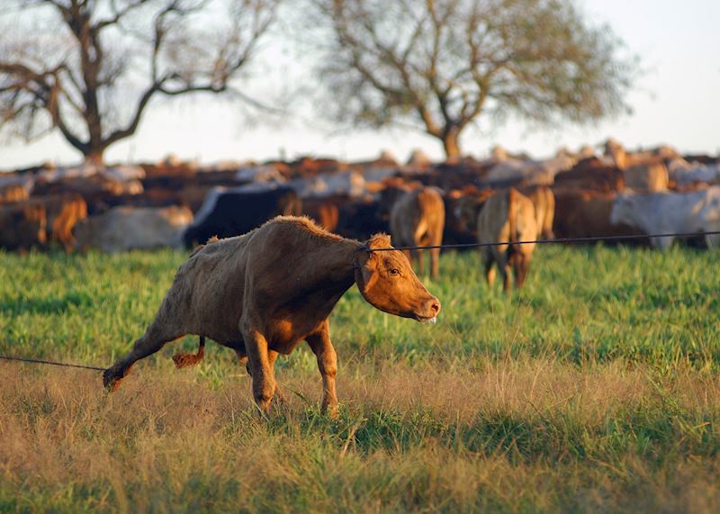 Gauchos at work at Estancia Santa Cecilia