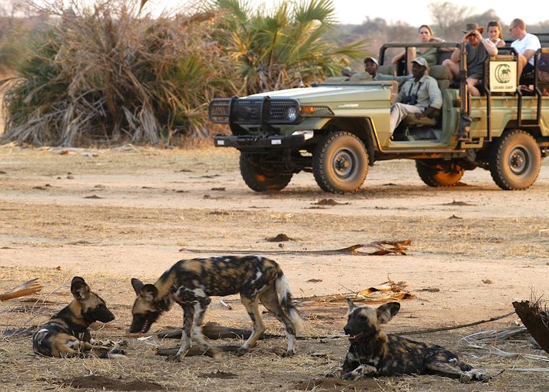 Wild dog in the Lower Zambezi