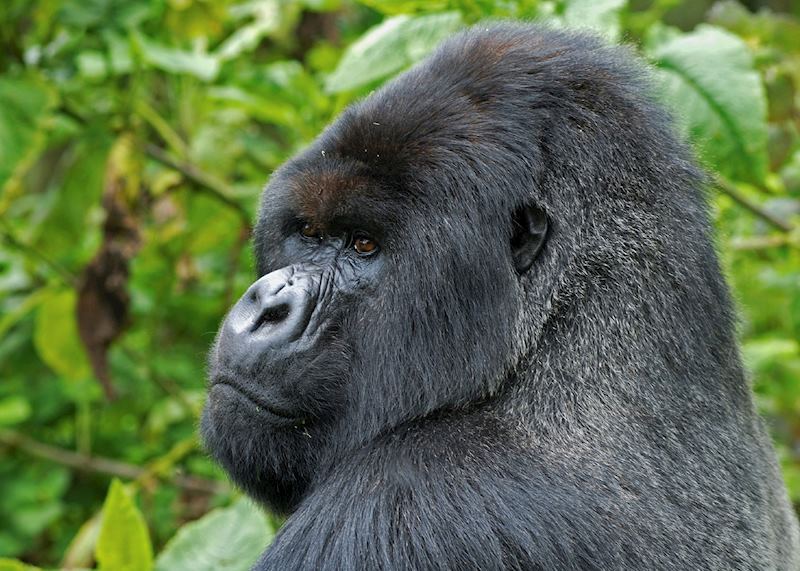 Silverback in the Bwindi Impenetrable Forest