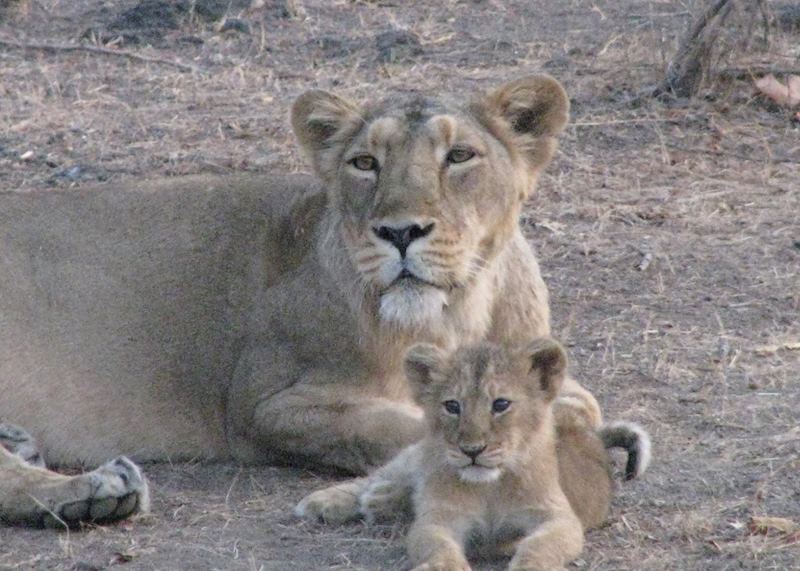 Mother and her three month old lion cub seen on a jeep safari at Gir