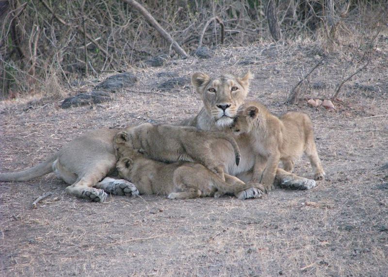 Sasan Gir National Park, India