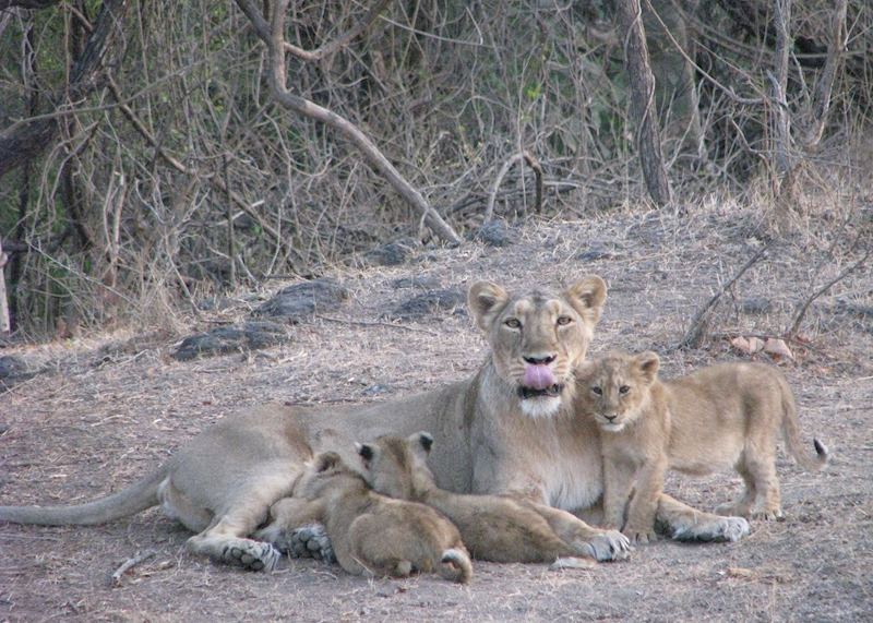 Mother and her three month old lion cubs seen on a jeep safari at Gir