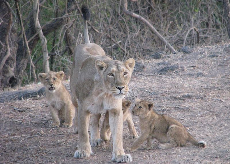 Mother and her three month old lion cubs seen on a jeep safari at Gir