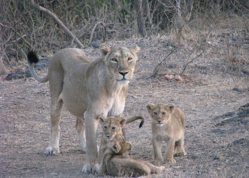 Mother and her three month old lion cubs seen on a jeep safari at Gir