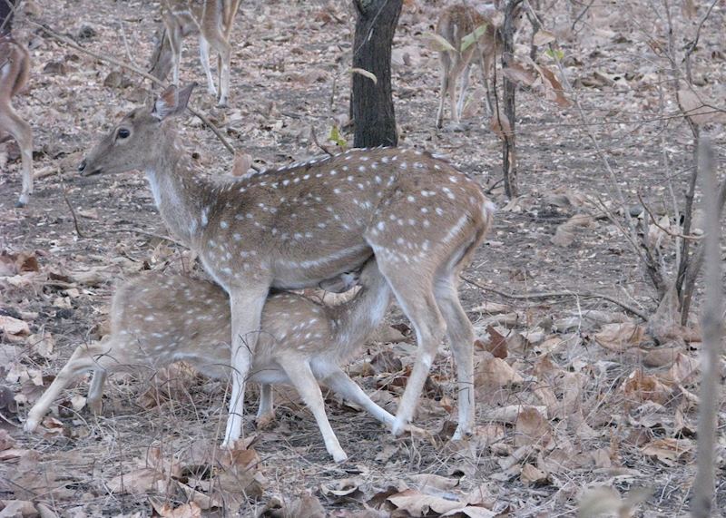 A spotted deer with its young one at Gir