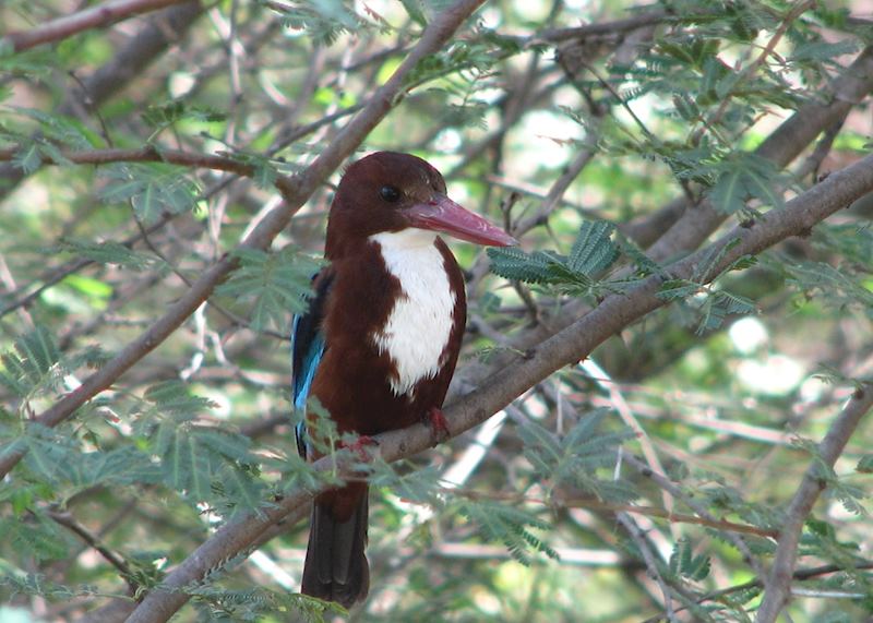 White-throated kingfisher at Gir